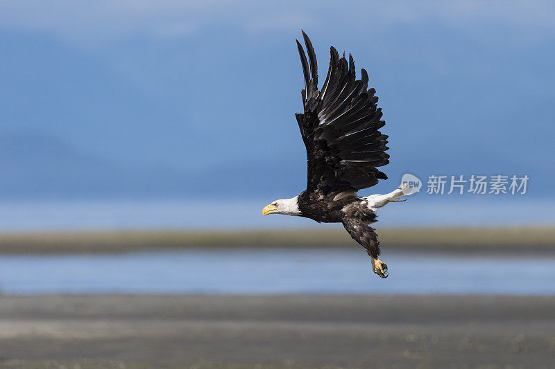 白头haliaeetus leucocephalus，阿拉斯加的秃鹰。美国的国鸟。